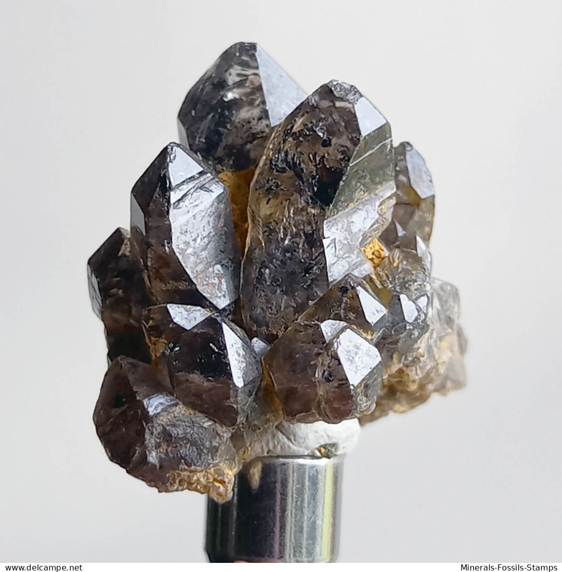 #T35 - Ungewöhnliche RAUCHQUARZ Kristalle (Victoria, Australien) - Mineralen