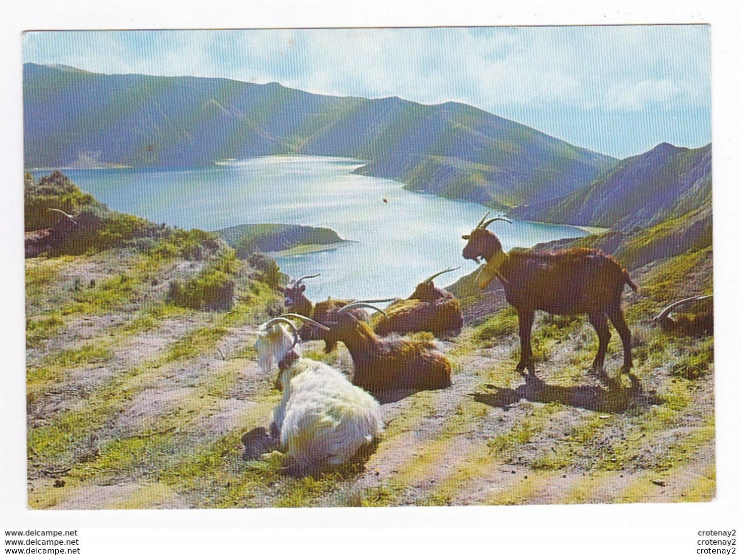 Portugal S. Miguel Açores N°44 Lac Du Feu En 1975 VOIR ZOOM Chèvres Avec Clochette - Açores