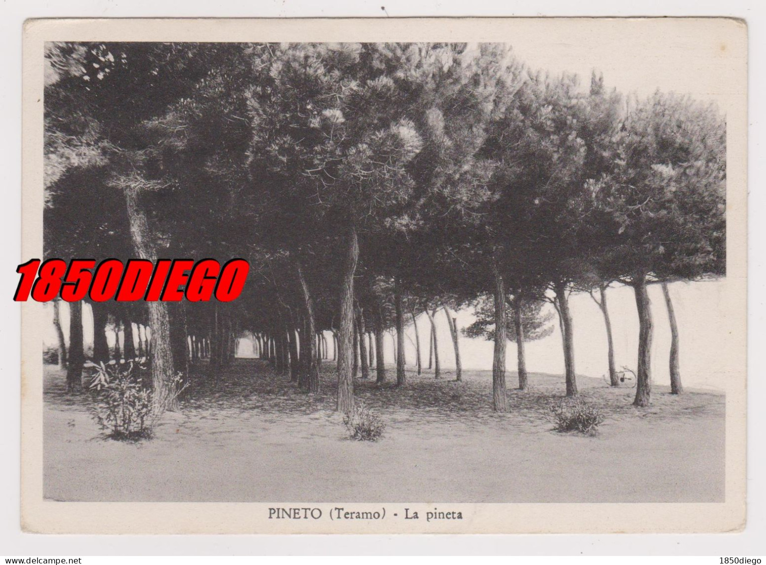 PINETO - LA PINETA F/GRANDE  VIAGGIATA 1954 ANIMAZIONE - Teramo