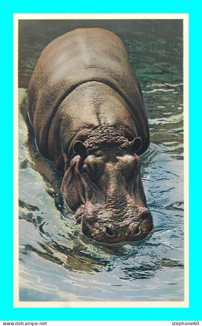 A921 / 633 HIPPOPOTAME Parc Zoologique Du Bois De Vincennes Paris ZOO - Nijlpaarden