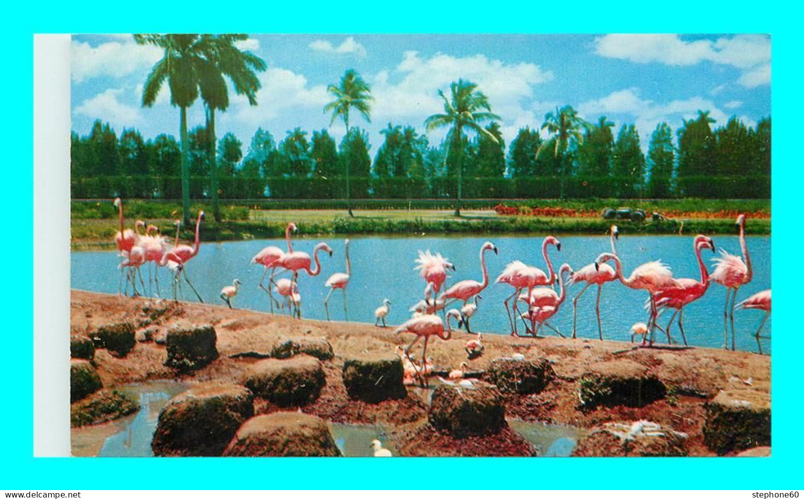 A918 / 173 MIAMI Flamingos And Nests At Hialeah Race Course - Miami