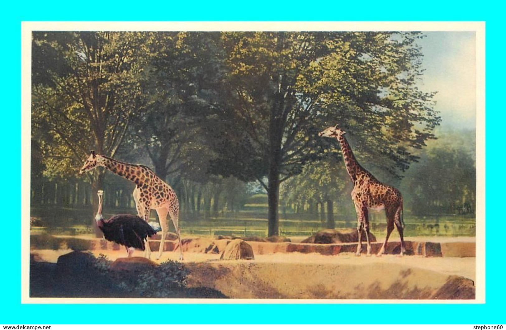 A921 / 239 GIRAFES Sur Leur Plateau - Parc Zoologique Du Bois De VINCENNES Paris - Zoo - Giraffen