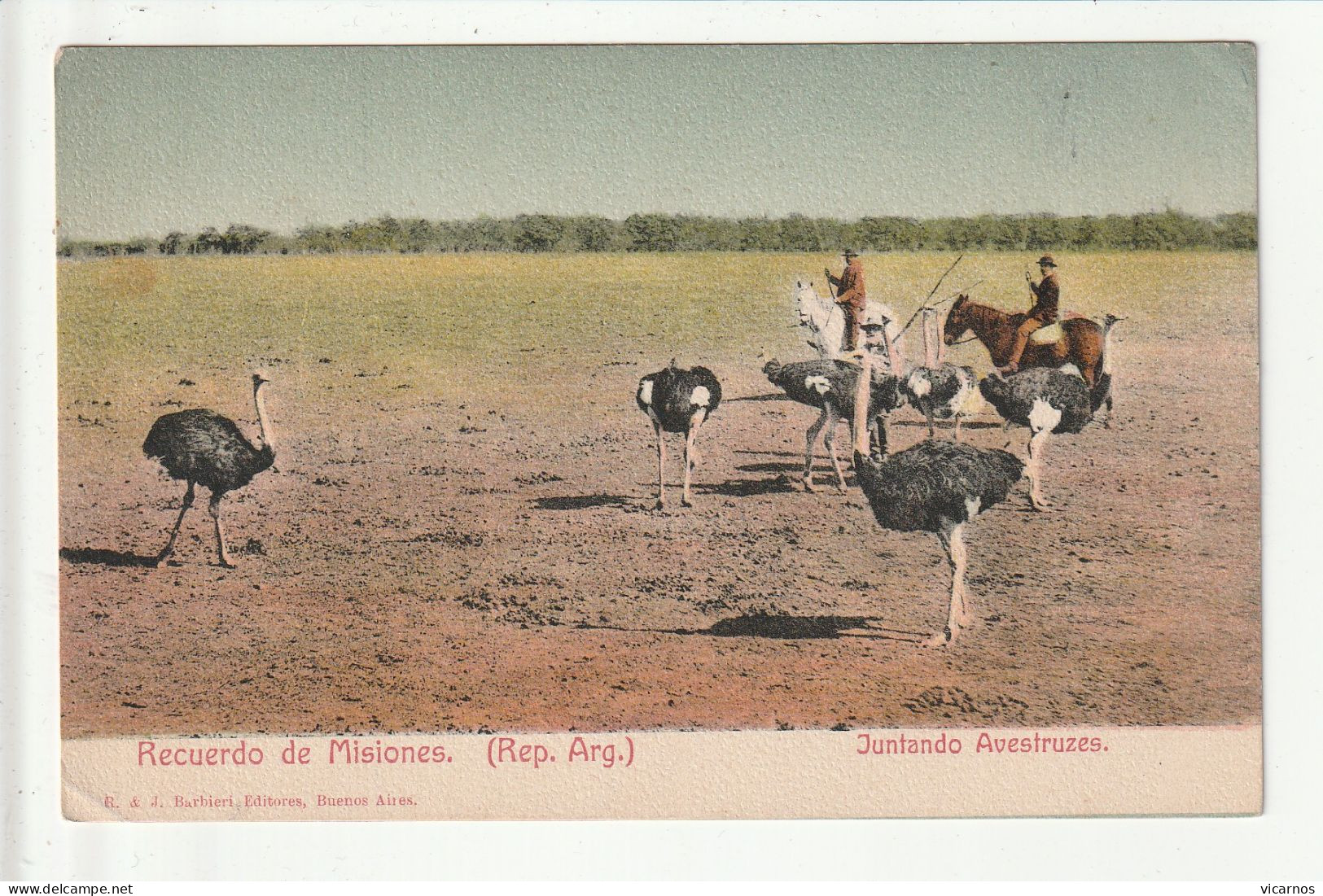 CP ARGENTINE Recuerdo De Misiones Juntado Avestruzes (autruches) - Argentinië