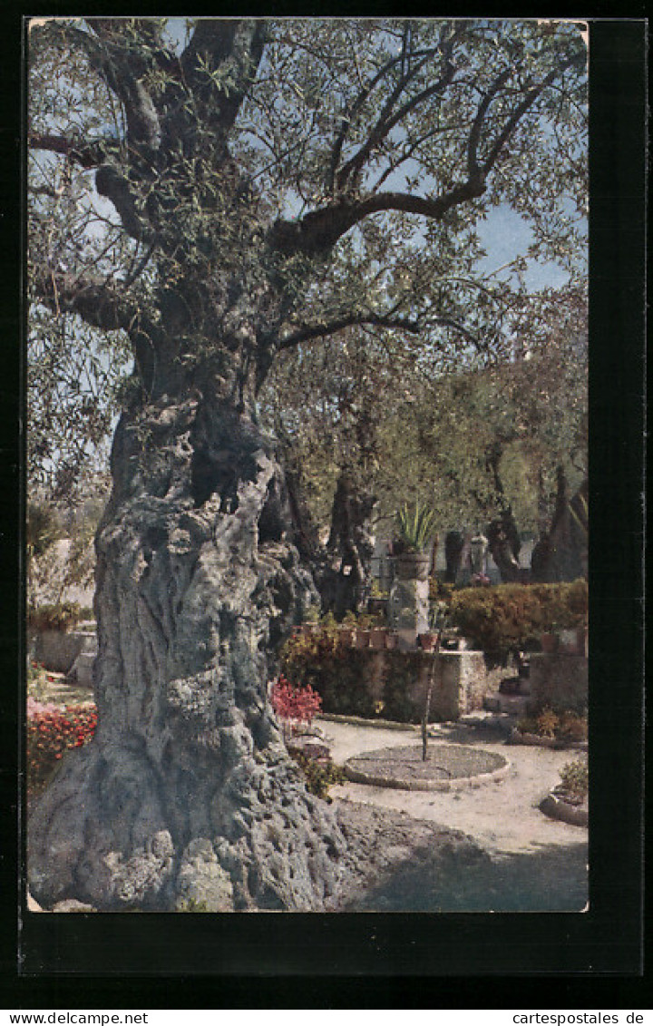 AK Gethsemane, Alter Olivenbaum  - Palästina