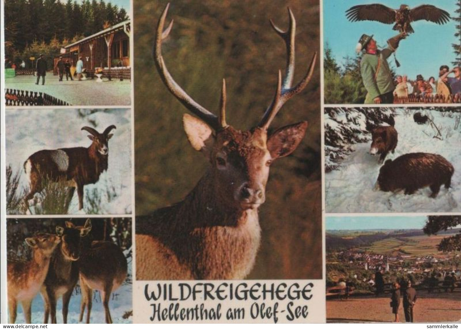 99628 - Hellenthal - Wildfreigehege Am Olef-See - Ca. 1970 - Euskirchen