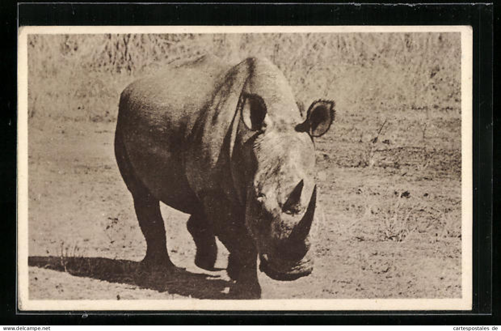 AK White Rhino, Nashorn In Steppenlandschaft  - Rhinoceros