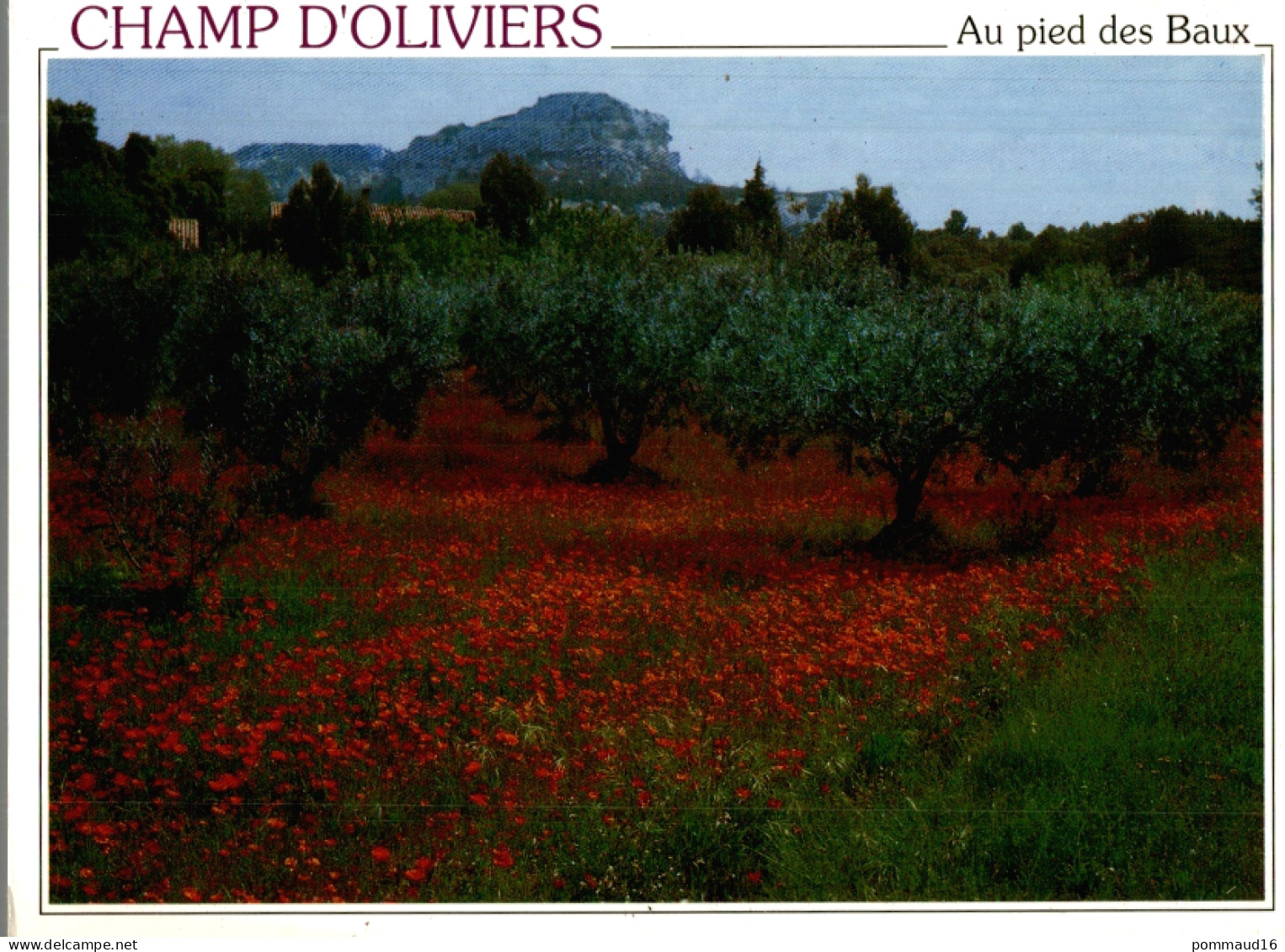 CPM Champ D'oliviers Au Pied Des Baux - Alberi
