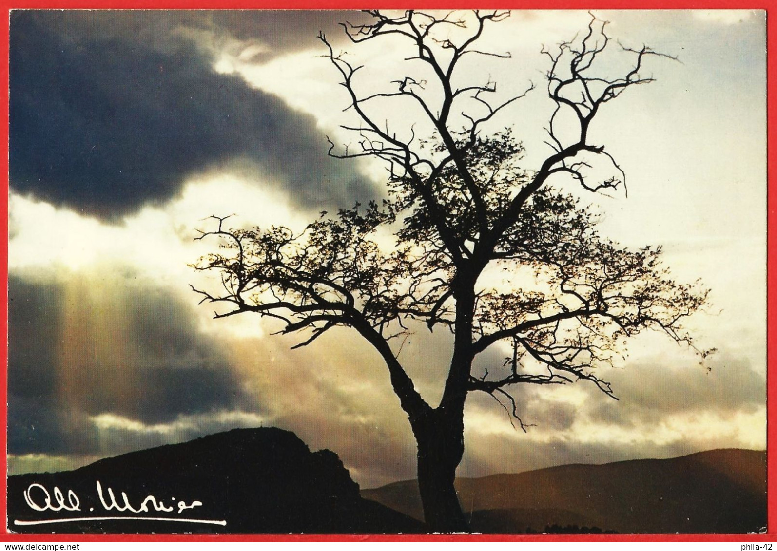 Arbre - Photo De Albert Monier - Carte écrite BE - Monier