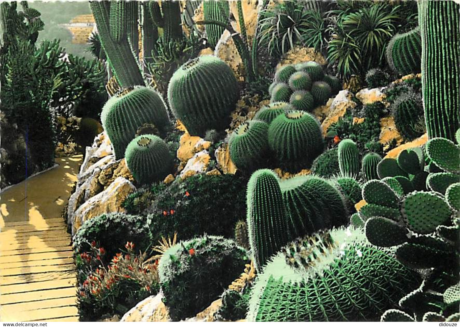 Fleurs - Plantes - Cactus - Principauté De Monaco - Plantes Exotiques - CPM - Voir Scans Recto-Verso - Cactus