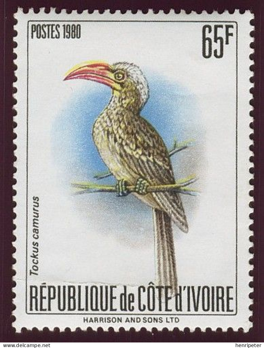 Timbre-poste Gommé Dentelé Neuf** - Oiseaux Et échassiers Calao Pygmée (Tockus Camurus) - N° 556B (Yvert) - RCI 1980 - Côte D'Ivoire (1960-...)