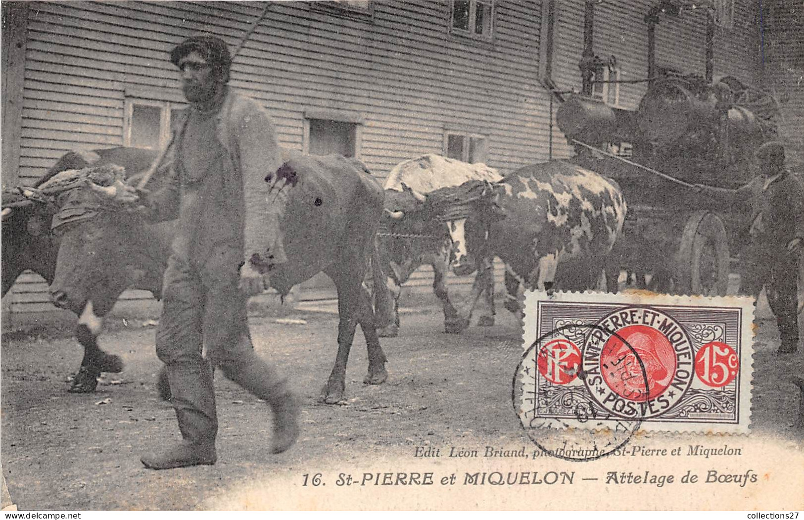 SAINT-PIERRE-ET-MIQUELON- ATTELAGE DE BOEUFS - Saint-Pierre Und Miquelon