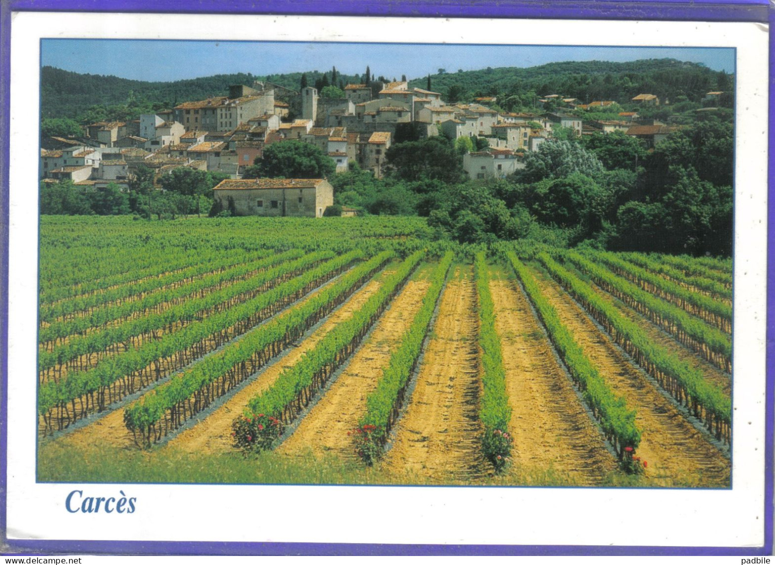 Carte Postale 83. Carces  Les Vignes Très Beau Plan - Carces