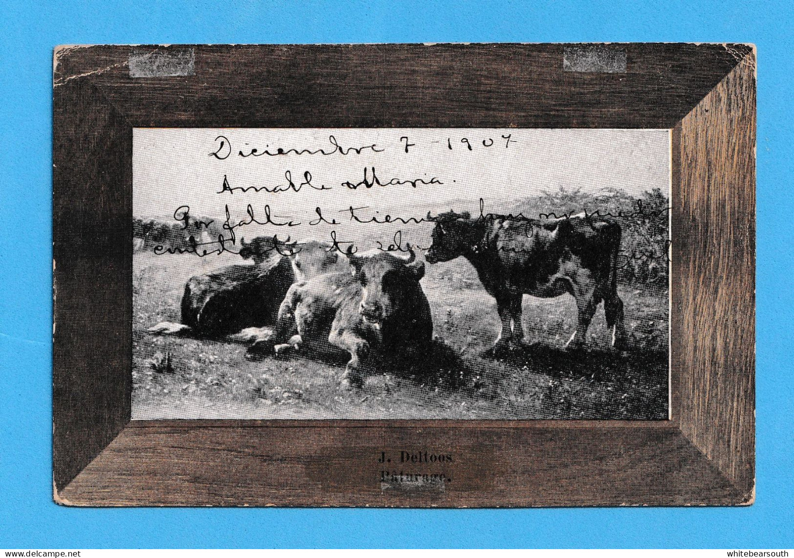 460 - FRANCE FARM CAMPO J. DELTOOS PATORAGE PASTOREO TORO COW VACA GANADO  RARE  POSTCARD - Stieren