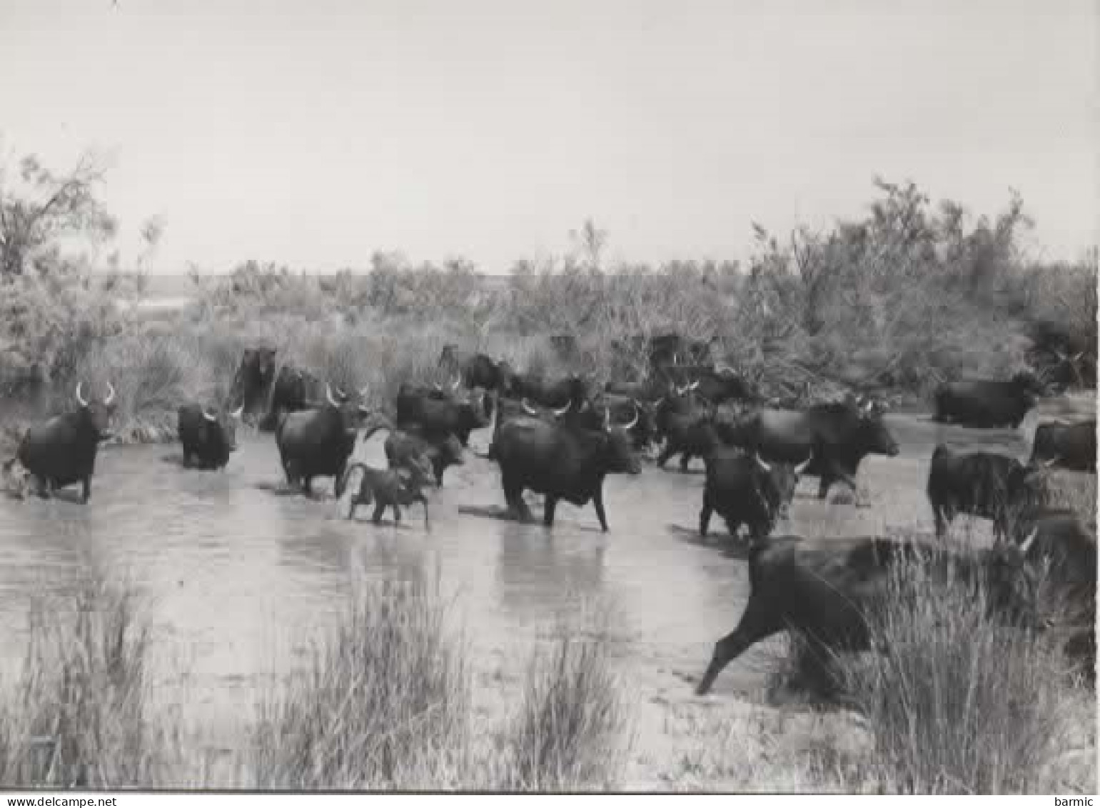 EN CAMARGUE, MANADE DE TAUREAUX REF 14948 - Tauri