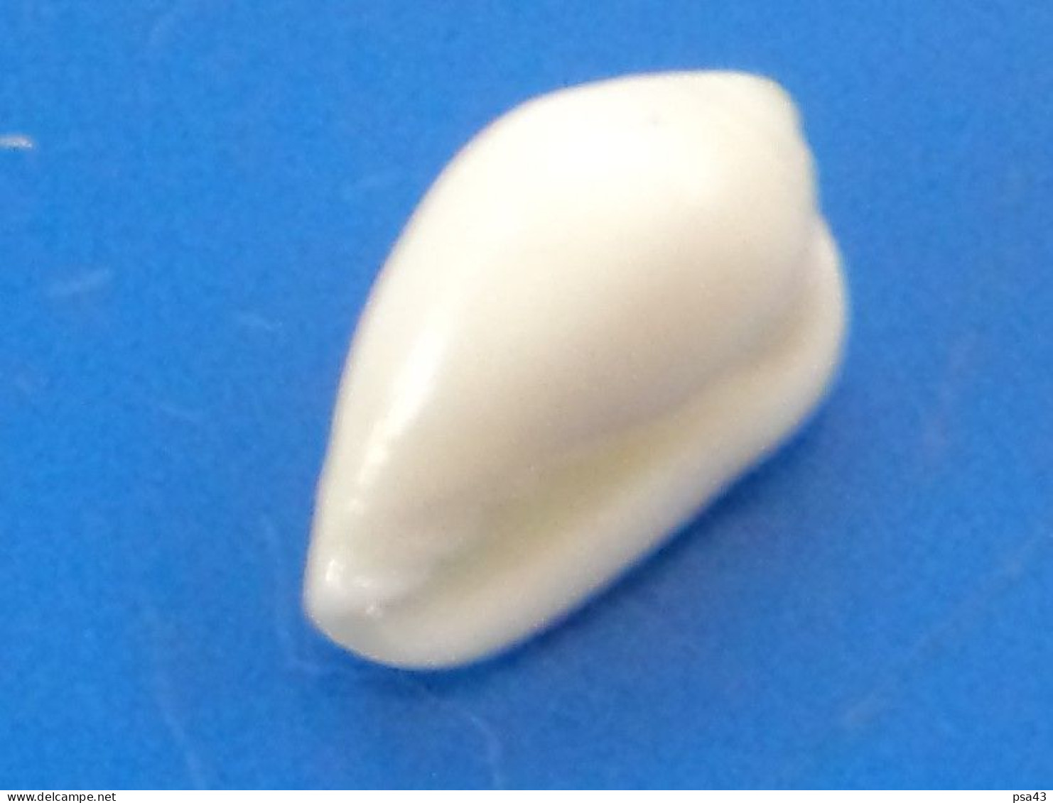 Marginella Apicinum  Caraîbes (Ancon) 9,7mm F+++ N2 - Seashells & Snail-shells