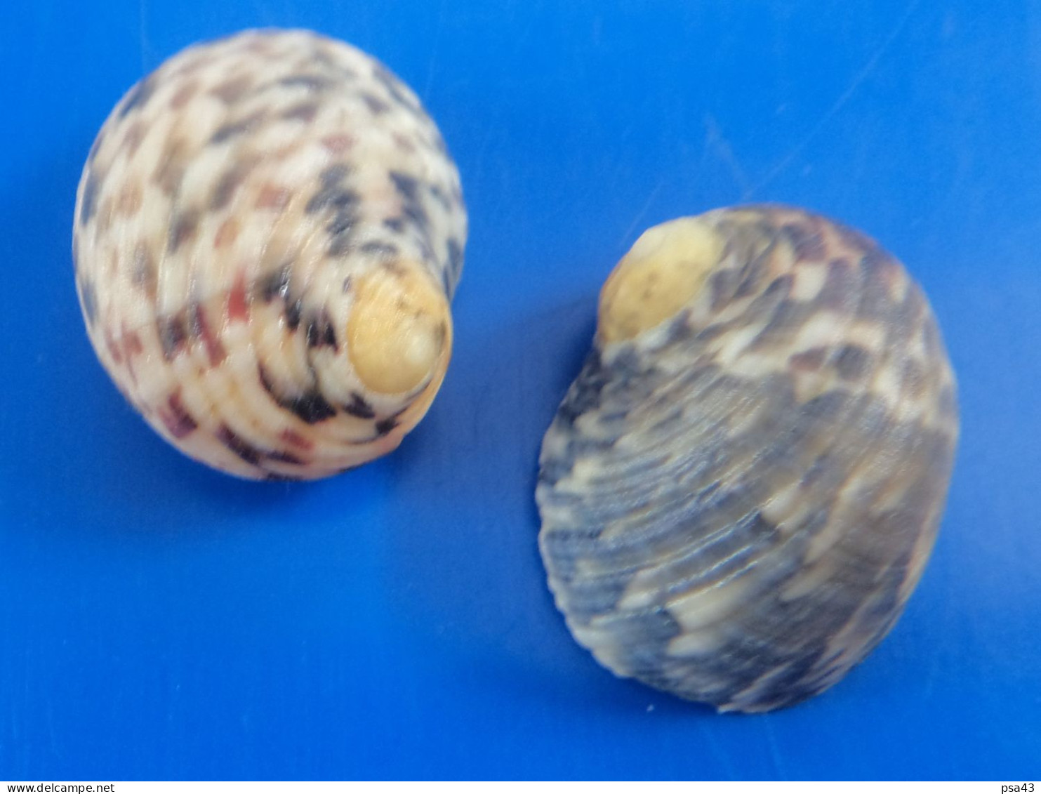 Nerita Peloronta (x2) Martinique 24,8 Et 25,5mm F+++/GEM N12 - Seashells & Snail-shells