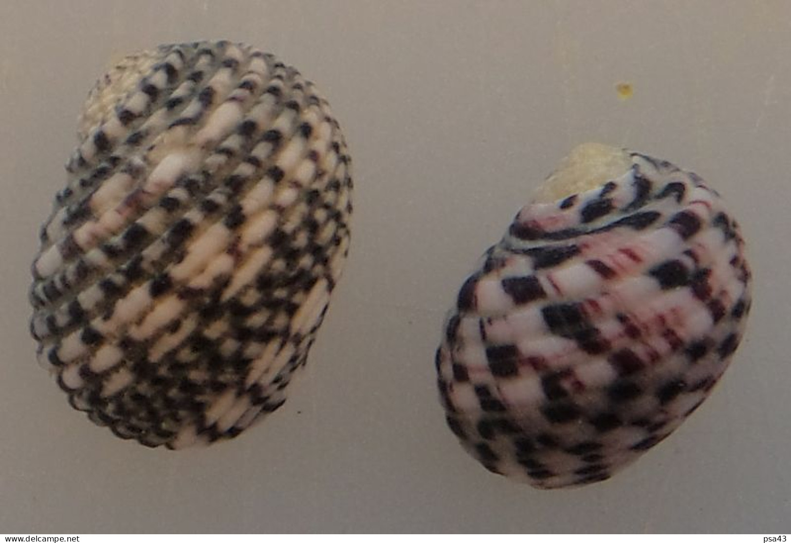 Nerita Versicolor (x2) Guadeloupe (Le Moule) 15,7 Et 18,2mm GEM WO N8 - Seashells & Snail-shells