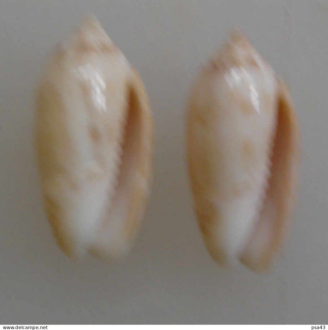 Oliva Reticularis (x2) Martinique F+++ 22,6 Et 22,7mm N7 - Conchas Y Caracoles