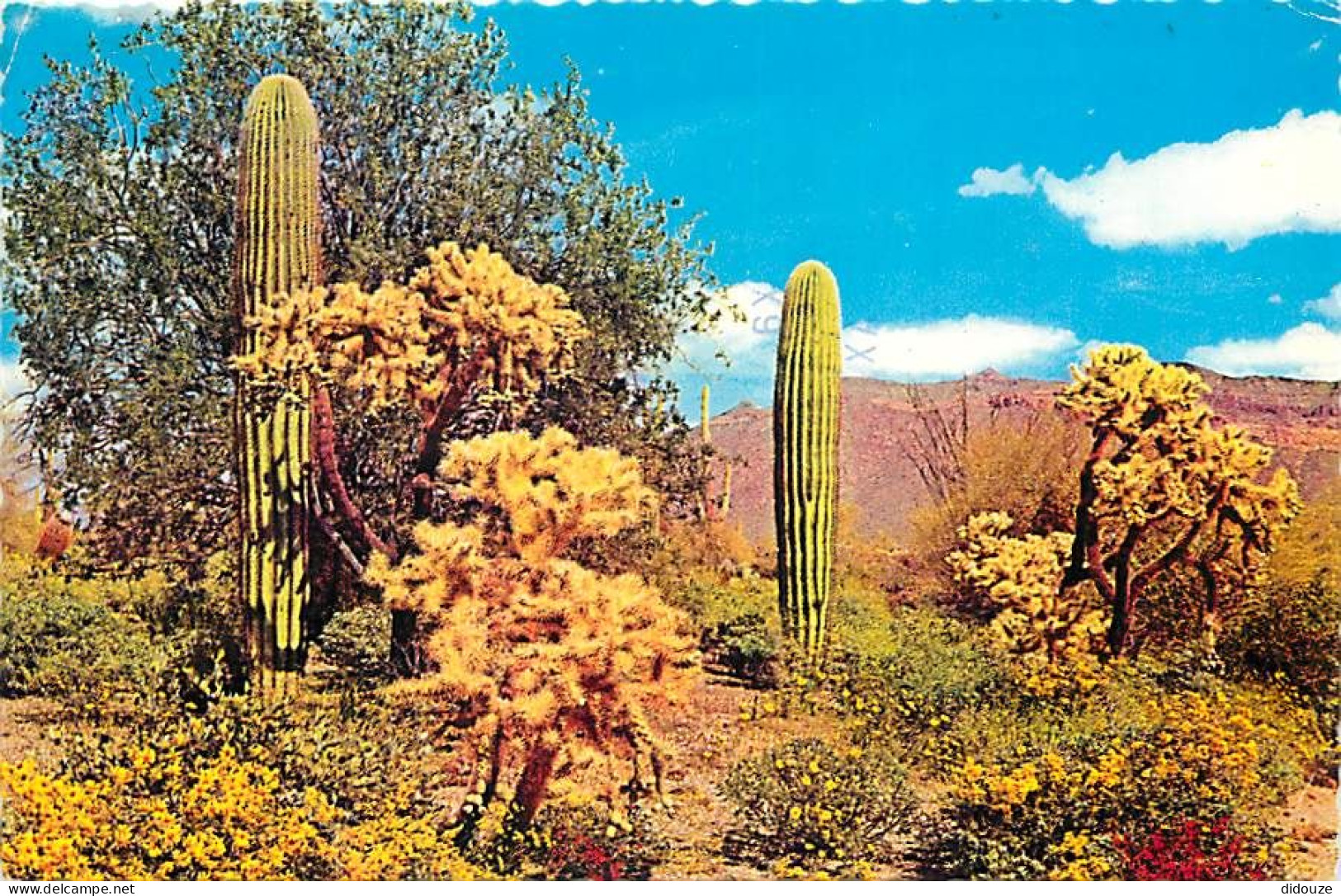 Fleurs - Plantes - Cactus - Etats-Unis - When Spring's Colorful Touch Brightens The Desert - CPM - Voir Scans Recto-Vers - Cactusses