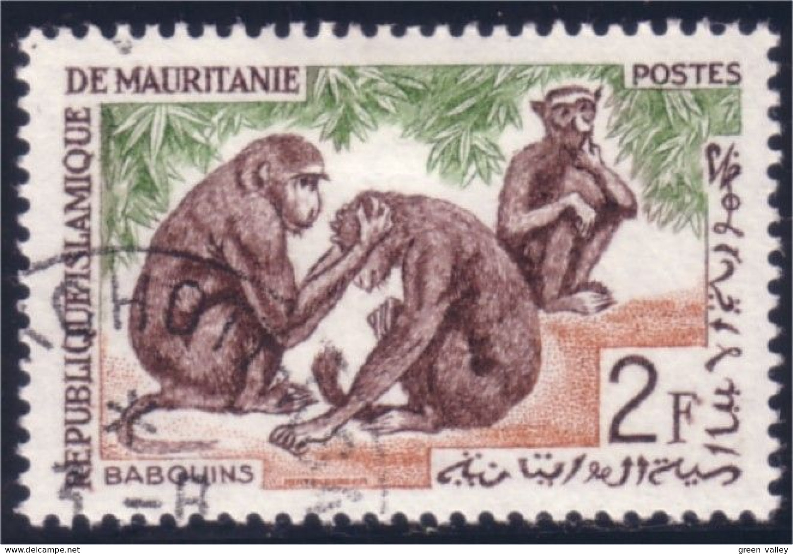 594 Mauritanie Babouins Singes Apes Baboons Babouino Scimmia Babuino Mono (MAU-6) - Singes