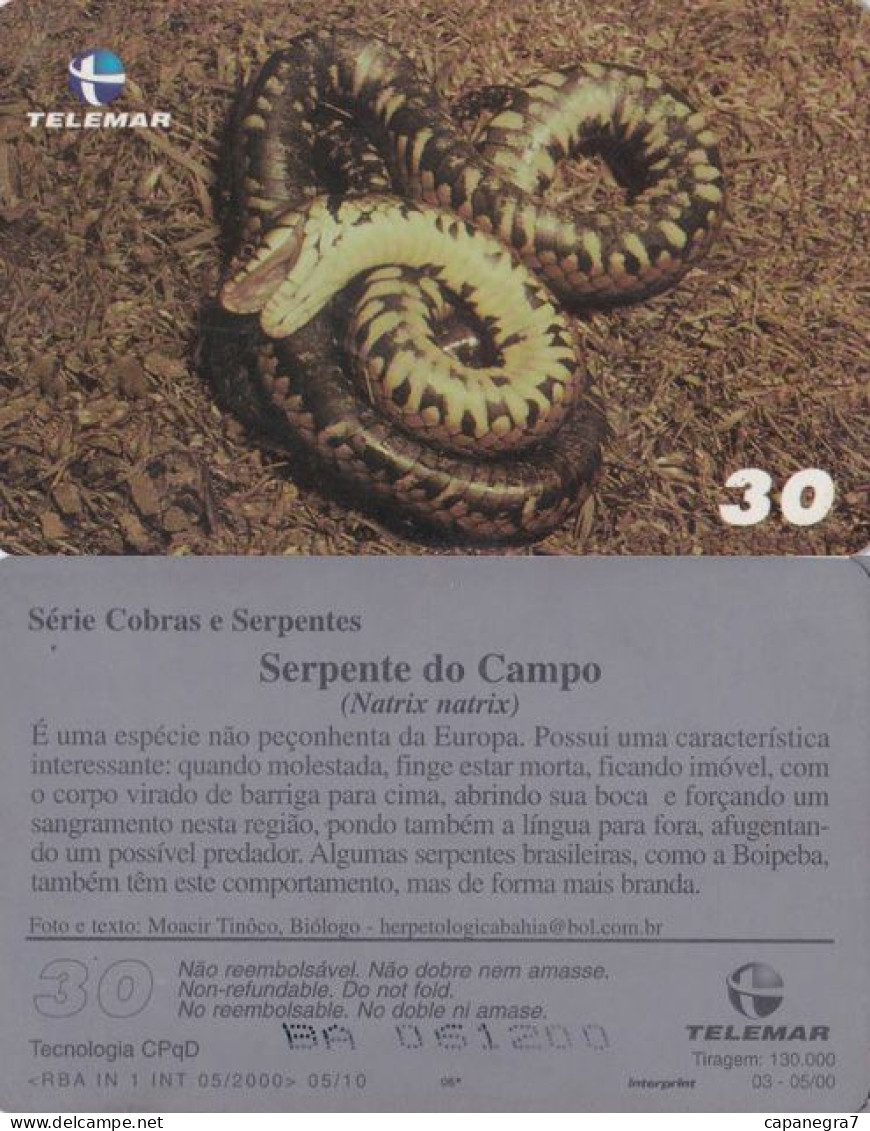 Natrix Natriux, Reptil, Brasilien, Telemar - Brasil