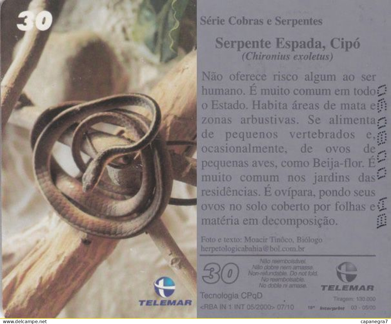 Chironius Exoletus, Reptil, Brasilien, Telemar - Brasile