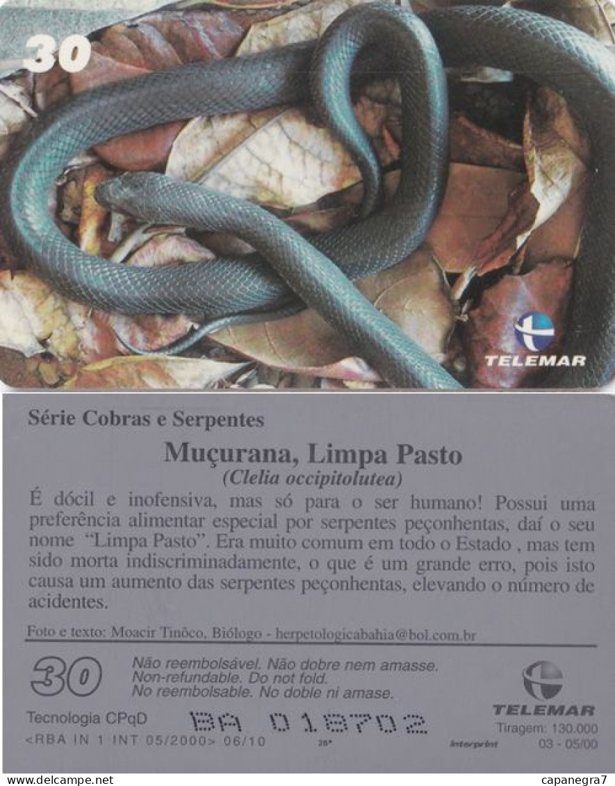 Clelia Occipitolutea, Reptil, Brasilien, Telemar - Brasil