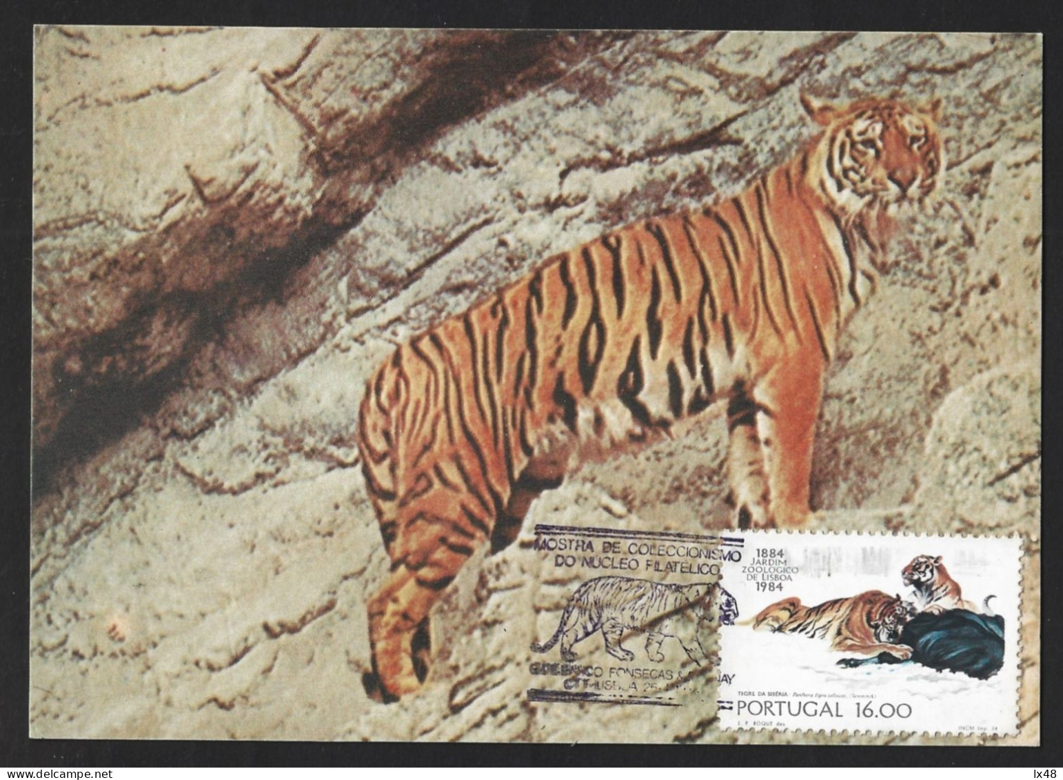 Siberian Tiger 'Panthera Tigris'. Triple Maximum Postcard 100th Yearts The Lisbon Zoo. Siberische Tijger 'Panthera Tigri - Game