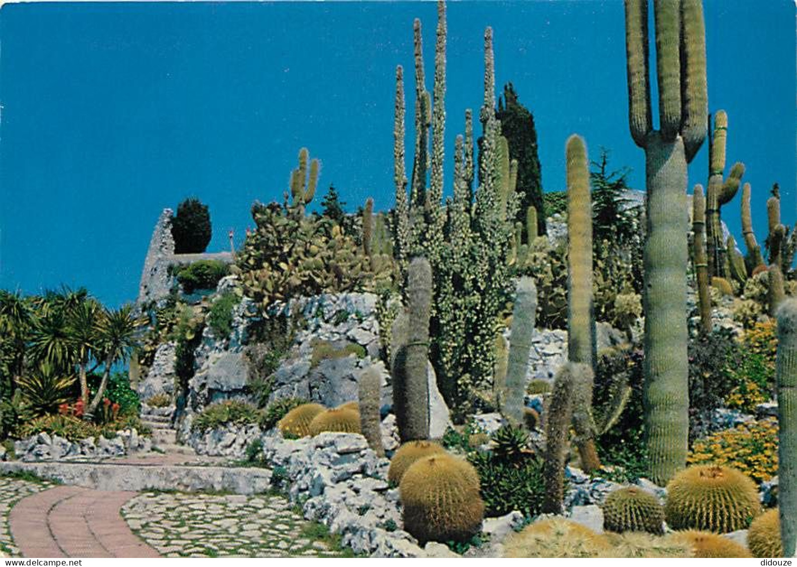 Fleurs - Plantes - Cactus - Cote D'Azur - Eze Village - Le Jardin Exotique - CPM - Voir Scans Recto-Verso - Cactus