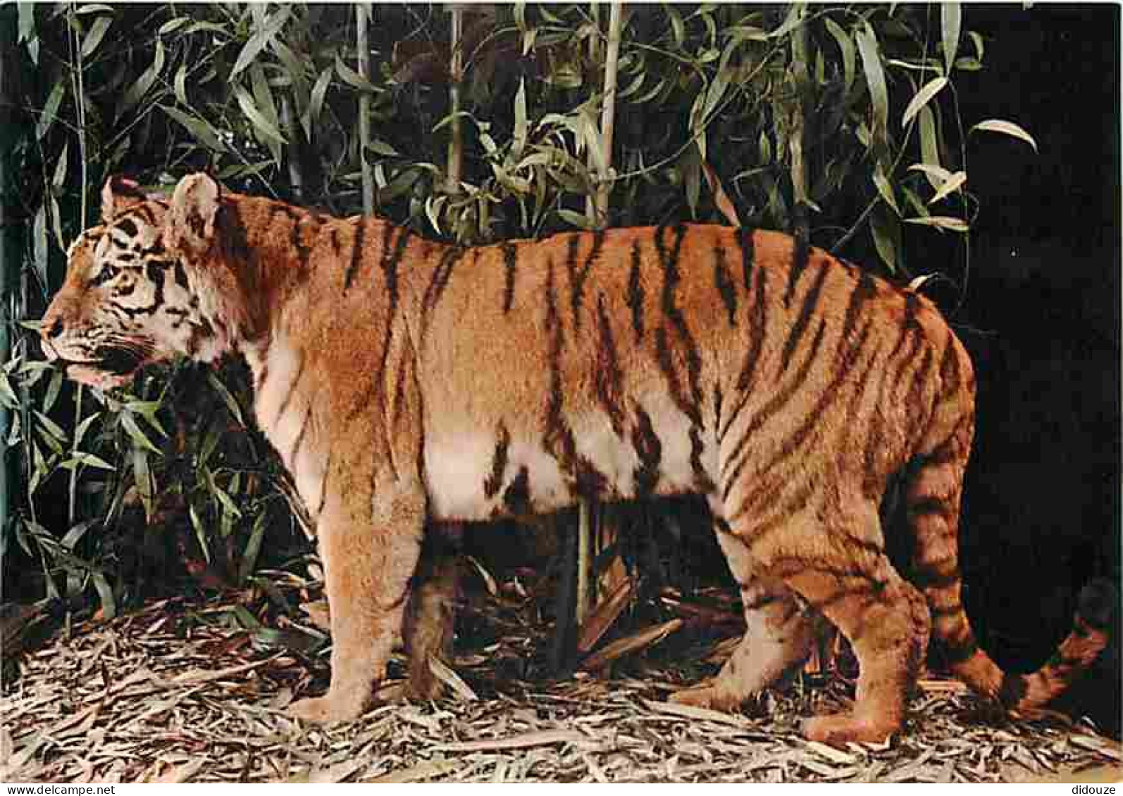 Animaux - Tigres - CPM - Voir Scans Recto-Verso - Tigri