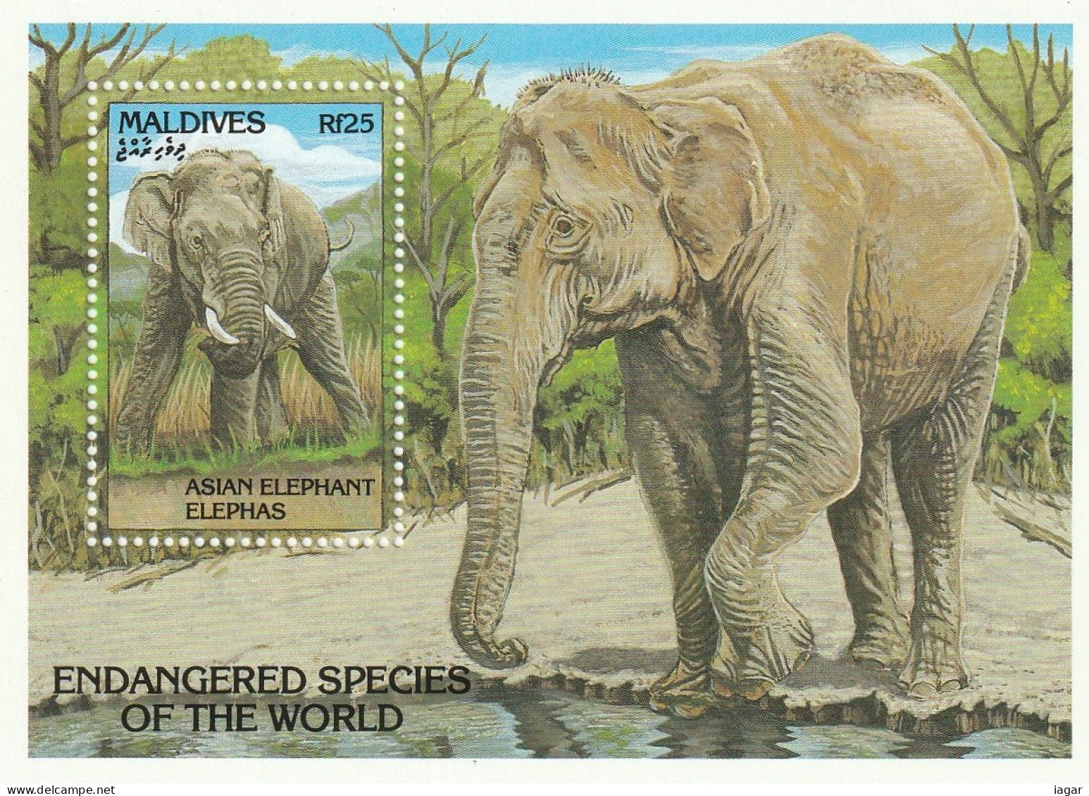 THEMATIC FAUNA: MAMMALS, ASIAN ELEPHANT.  ENDANGERED SPECIES          MS       -   MALDIVES - Elefanti