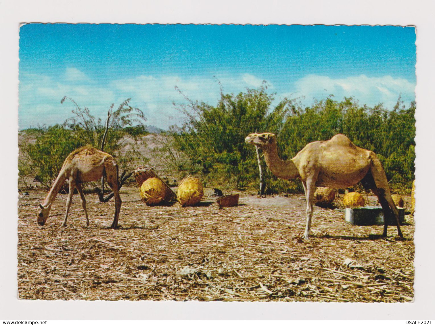 P.D.R.Y. Yemen Camels At Haiswa Village, View Vintage Photo Postcard RPPc (67448) - Jemen