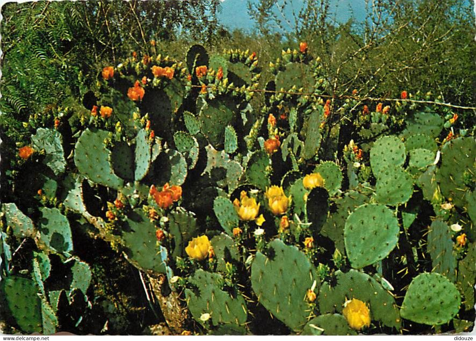 Fleurs - Plantes - Cactus - Etats-Unis - Prickly Pear - CPM - Voir Scans Recto-Verso - Cactussen