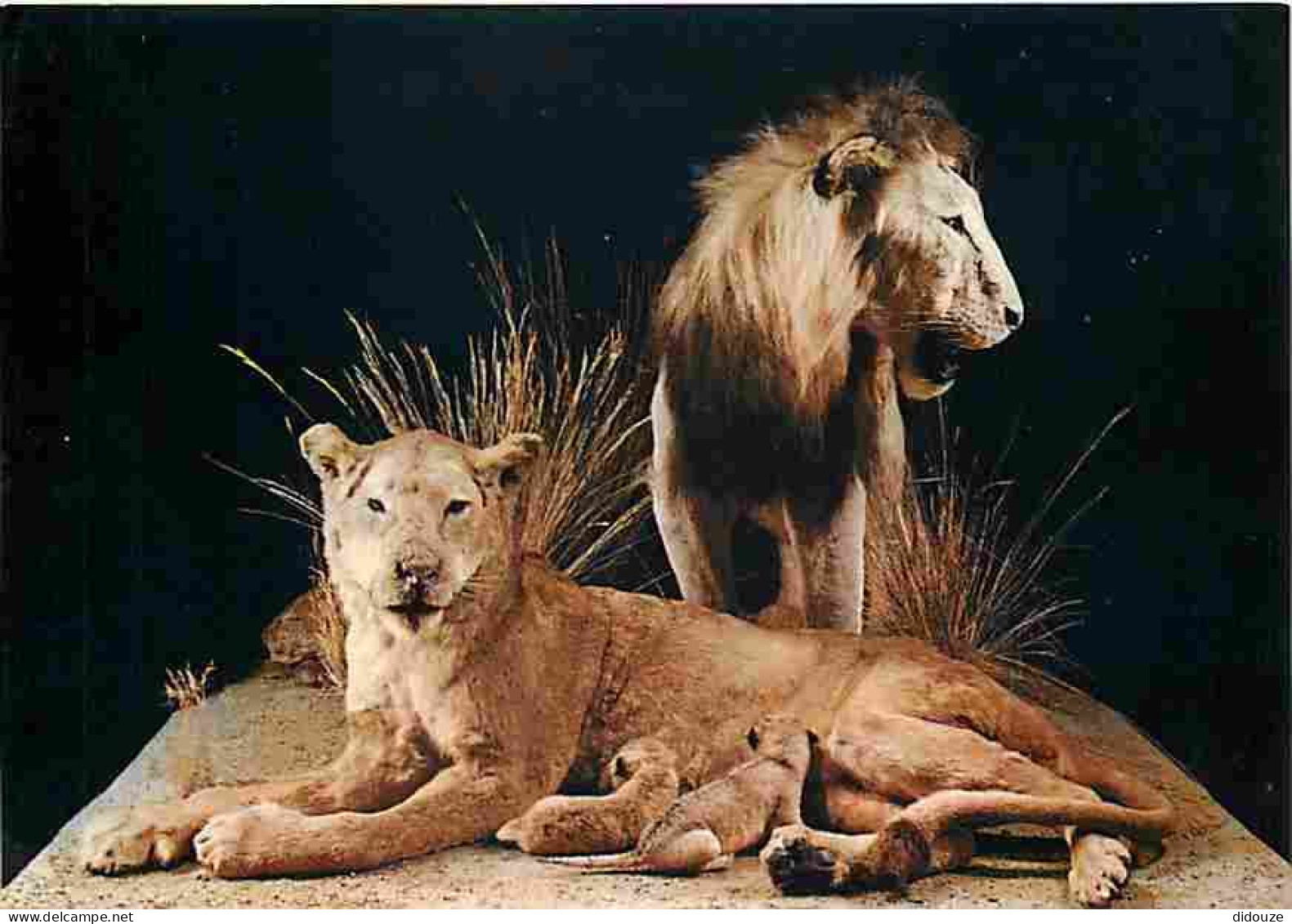 Animaux - Lions - Museo Civico Di Storia Naturale - Milano - CPM - Voir Scans Recto-Verso - Leoni