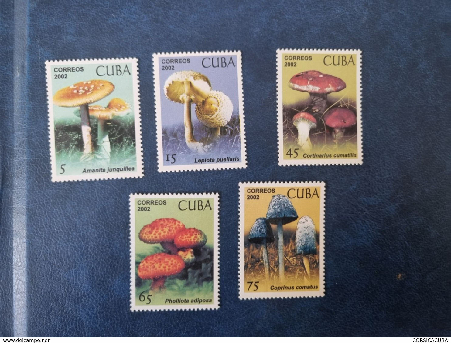 CUBA  NEUF   2002    HONGOS   //  PARFAIT  ETAT  //  1er  CHOIX  // - Unused Stamps
