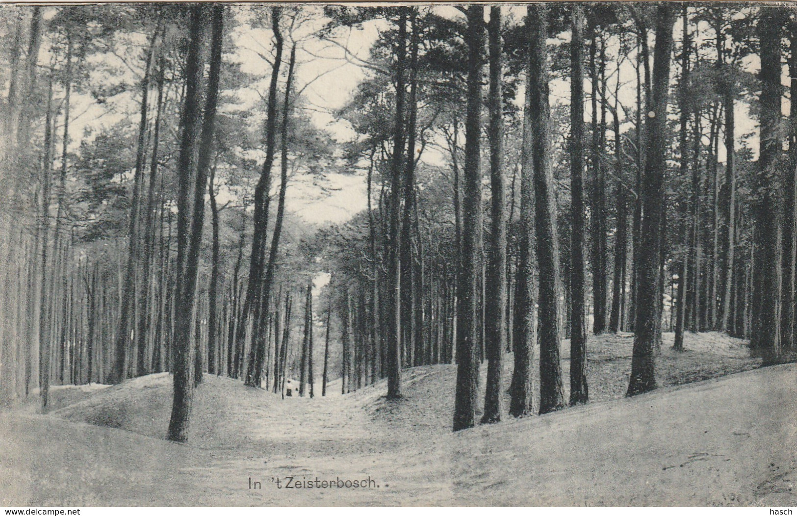 489358In T'Zeisterbosch. 1920.  - Zeist