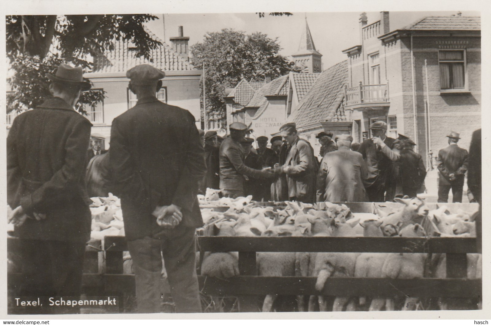 4893362Texel, Schapenmarkt. (FOTOKAART)  - Texel