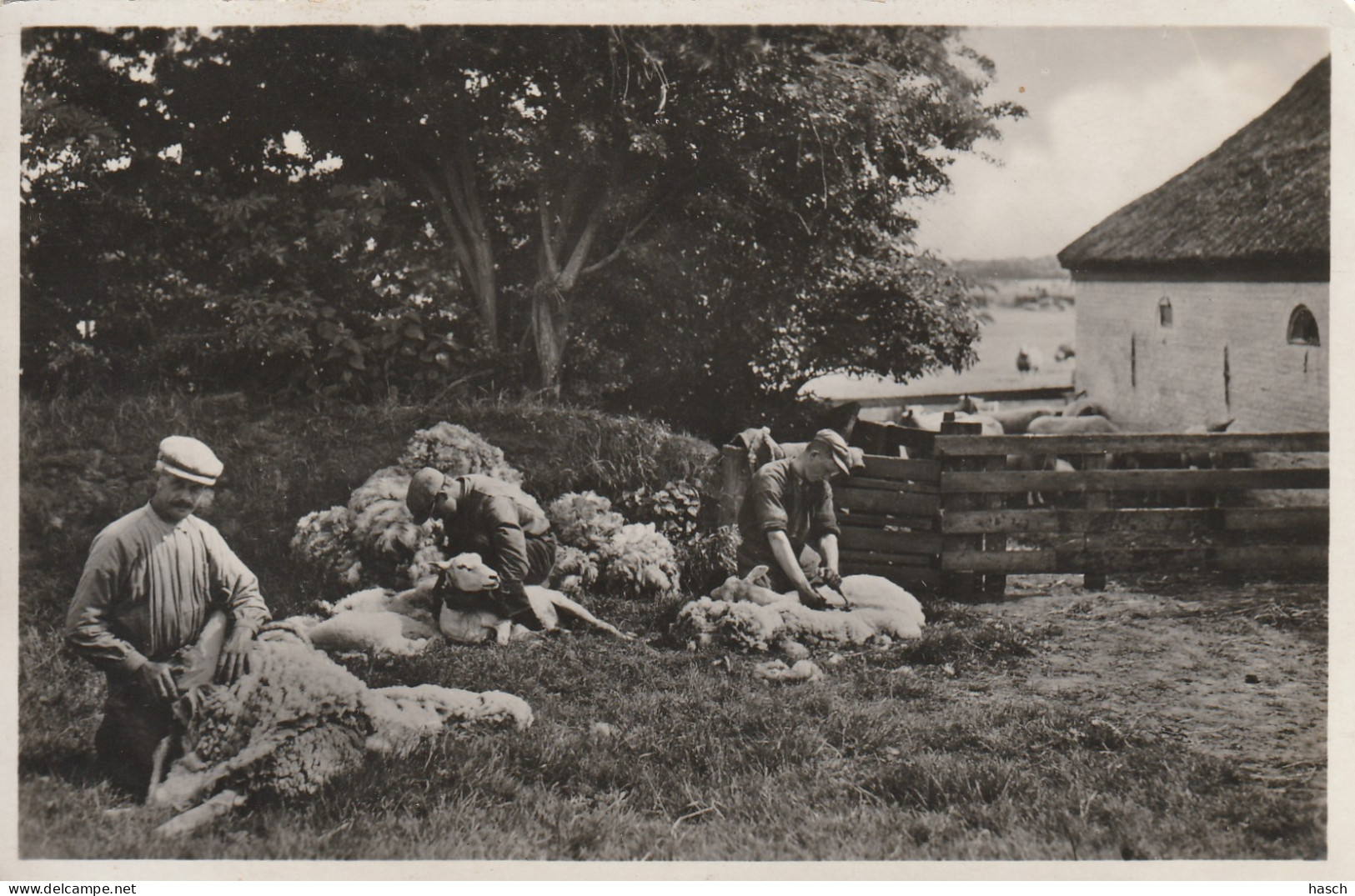 4893363Texel, Schapenscheren. (FOTOKAART) (Kleine Vouwen In De Hoeken)  - Texel