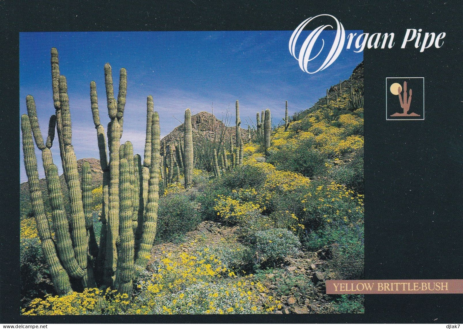 Etats Unis Printemps Au Organ Pipe Cactus National Monument - Tucson