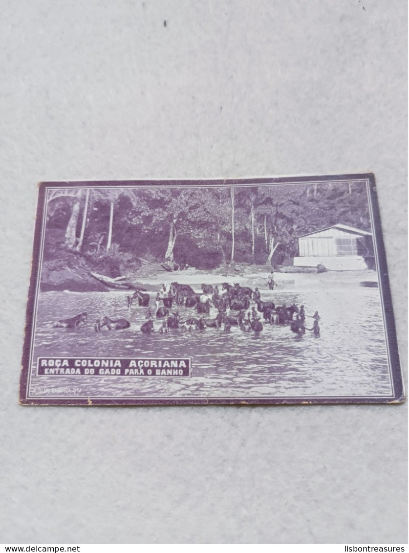 ANTIQUE POSTCARD SÃO TOME E PRINCIPE ROÇA COLONIA AÇORIANA - ENTRADA DO GADO PARA O BANHO UNUSED - Sao Tome Et Principe