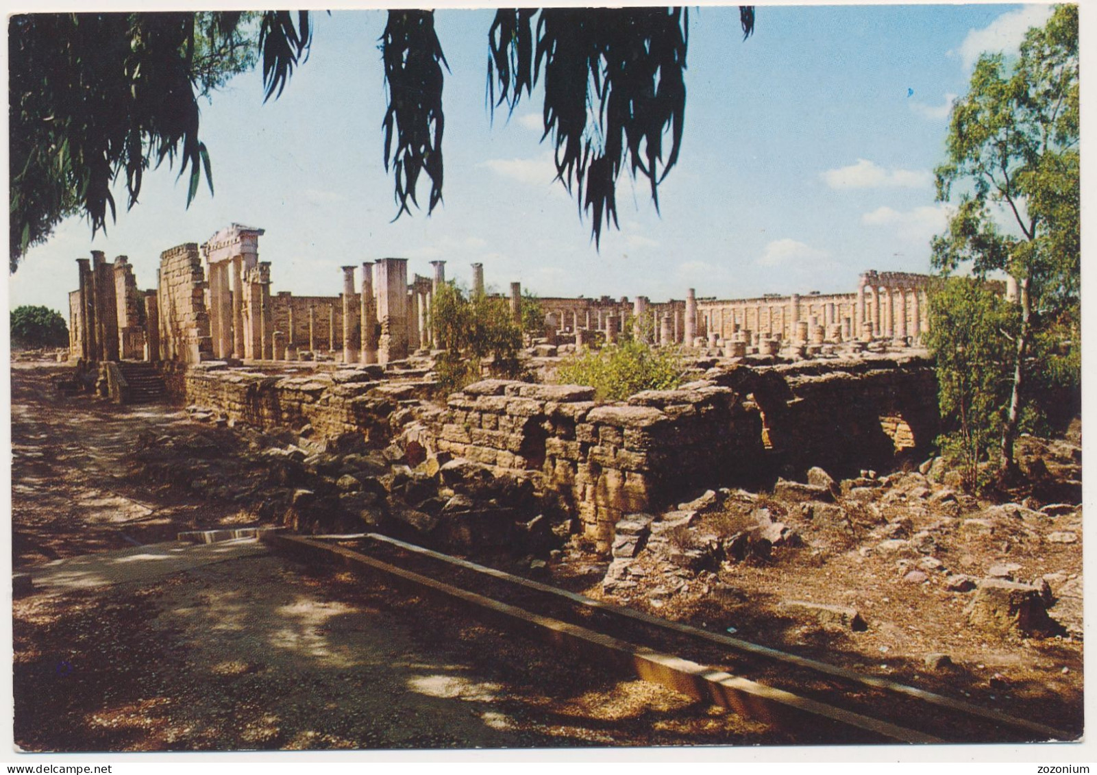 CYRENE Roman Forum Libya Vintage Old Photo Postcard - Libyen