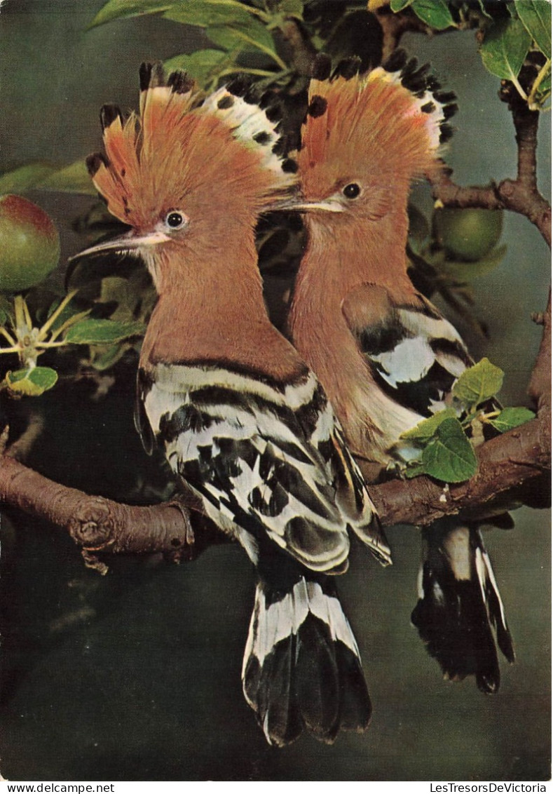 ANIMAUX ET FAUNE - Oiseaux - Huppes - Colorisé - Carte Postale - Birds