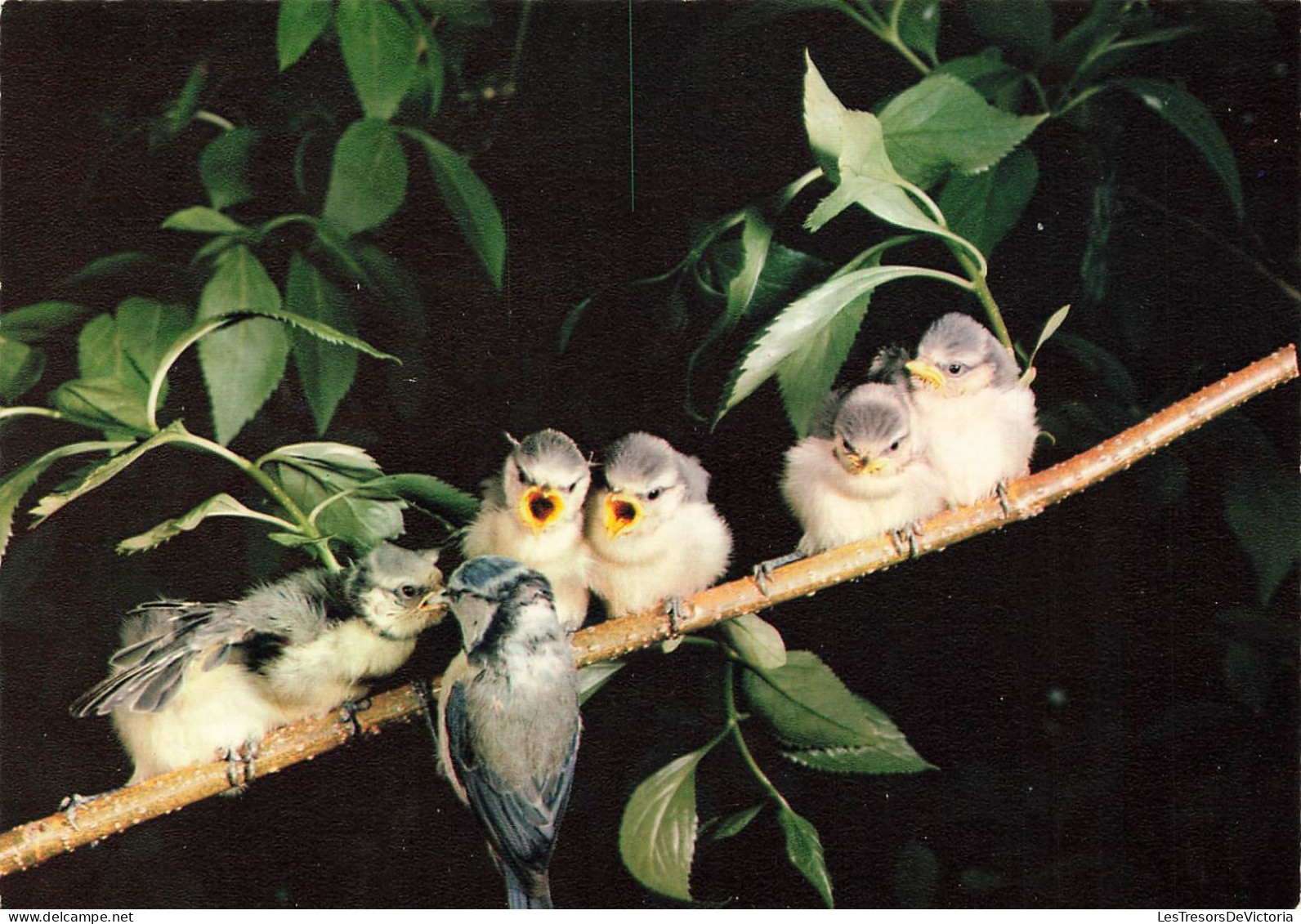 ANIMAUX ET FAUNE - Oiseaux - Mesange Bleue - Colorisé - Carte Postale - Oiseaux