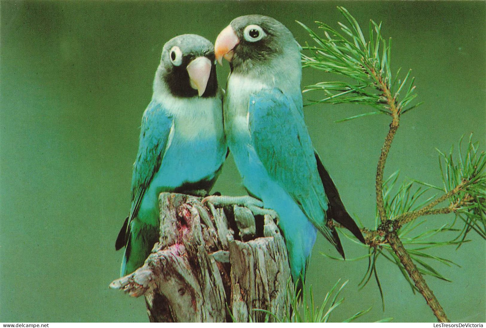 ANIMAUX ET FAUNE - Oiseaux - Schwarzköpf, Blaue Mutation - Horst Braunschweig - Colorisé - Carte Postale - Oiseaux