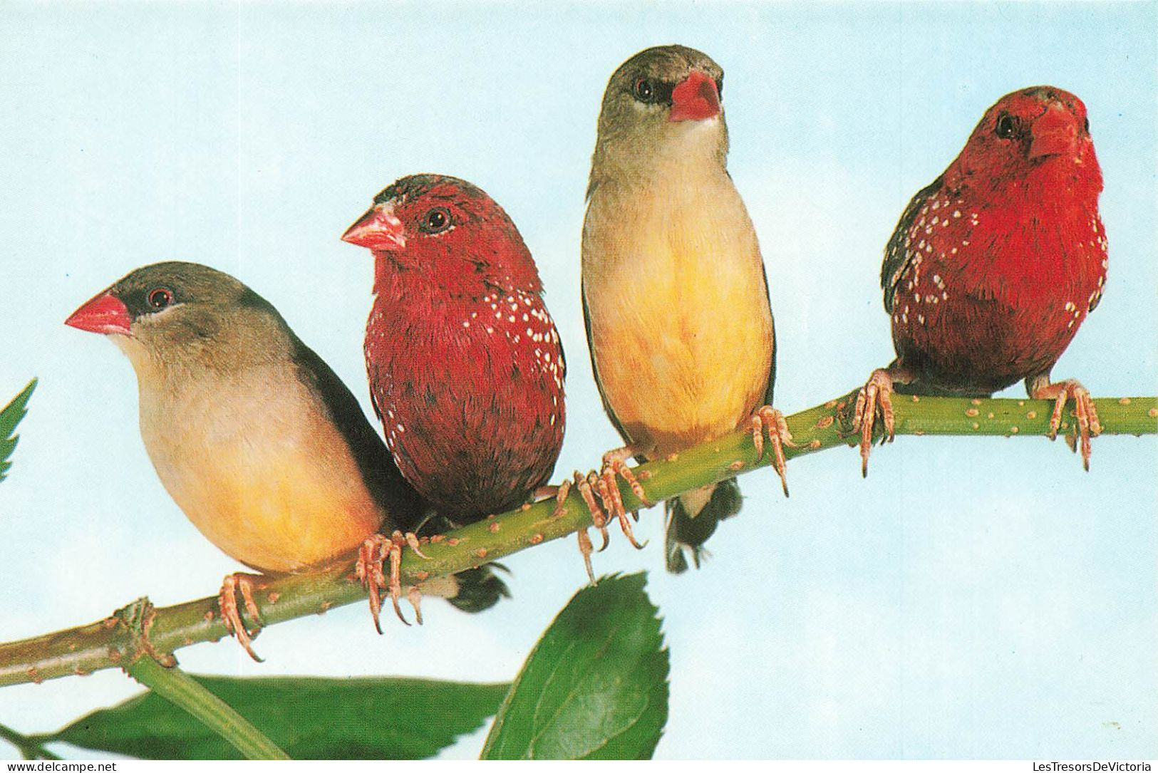 ANIMAUX ET FAUNE - Oiseaux - Tigerfinken - Colorisé - Carte Postale - Birds