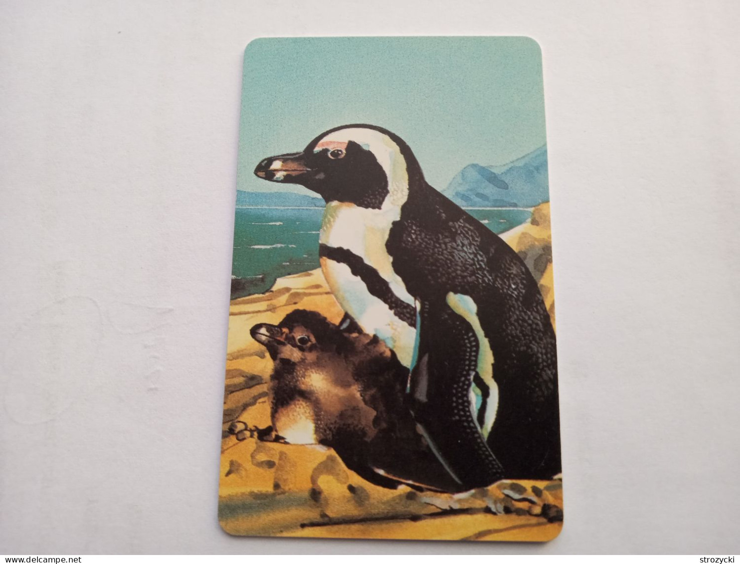 Namibia - Penguins N$ 50 - Namibia