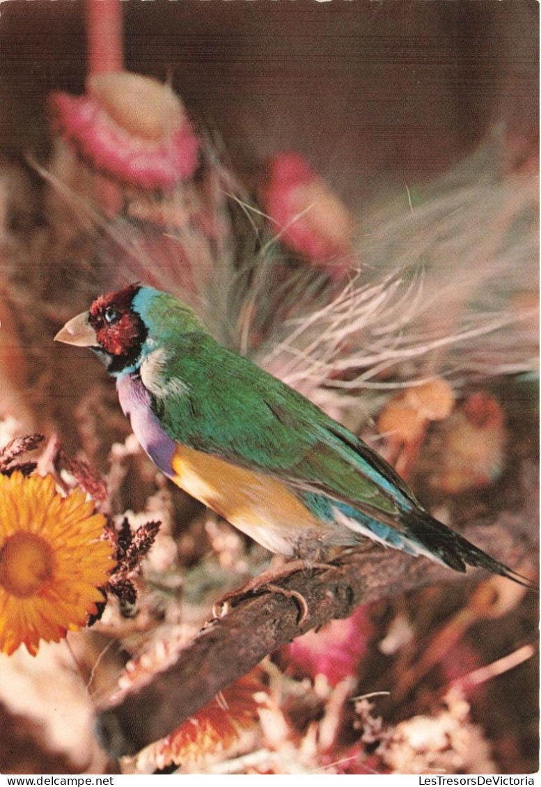 ANIMAUX ET FAUNE - Diamant De Gould - Colorisé - Carte Postale - Vögel