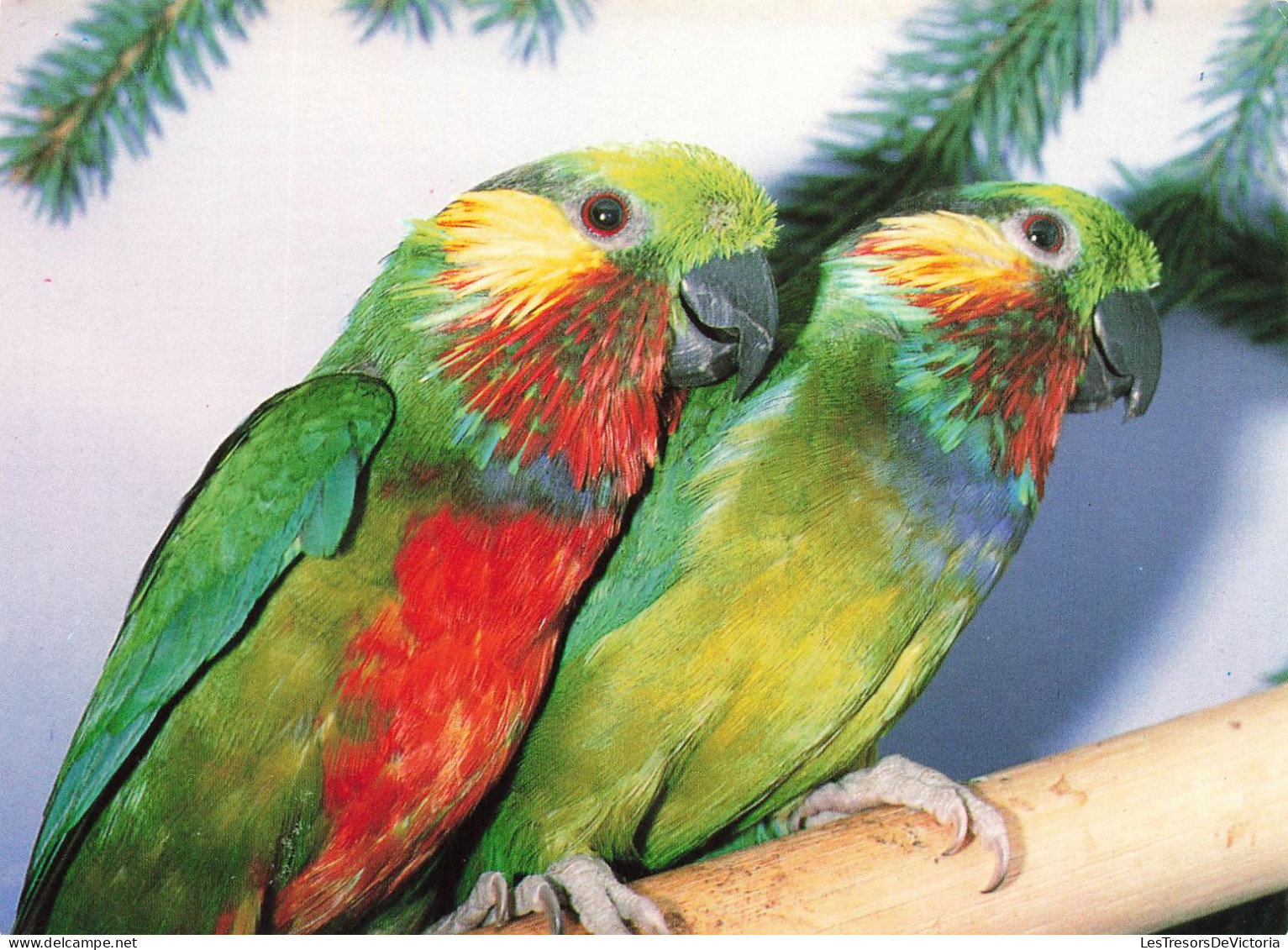 ANIMAUX ET FAUNE - Edward's Schmuckorpapagei - Colorisé - Carte Postale - Birds