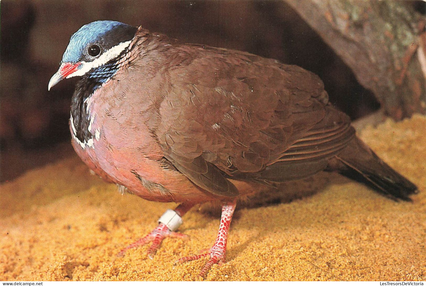 ANIMAUX ET FAUNE - Kuba Blaukopferdtaube  - Colorisé - Carte Postale - Vögel