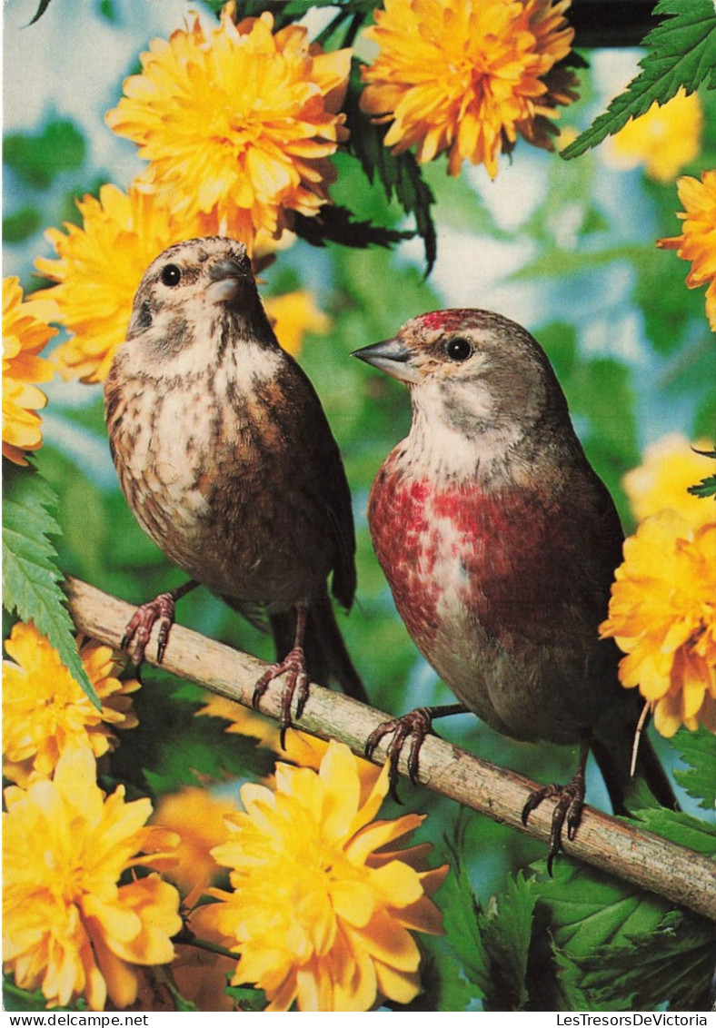 ANIMAUX ET FAUNE - Kneu  - Colorisé - Carte Postale - Vögel